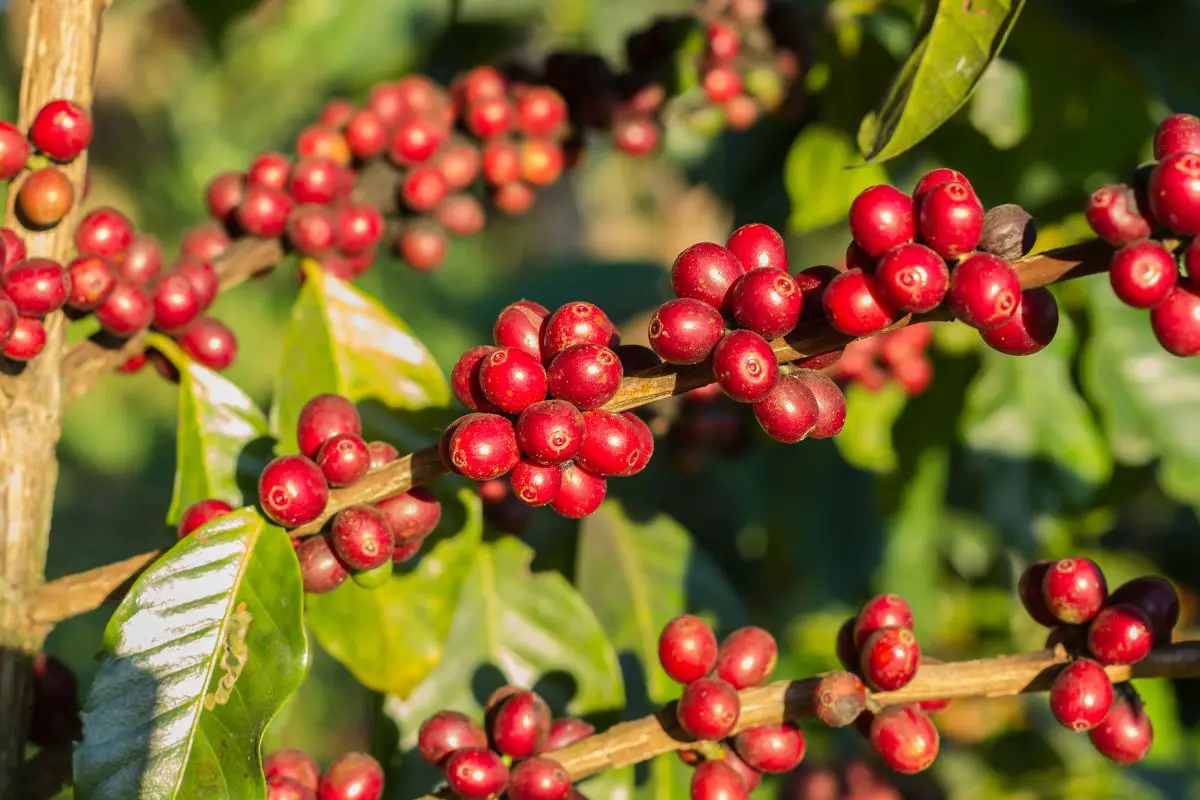 Coffee cherry